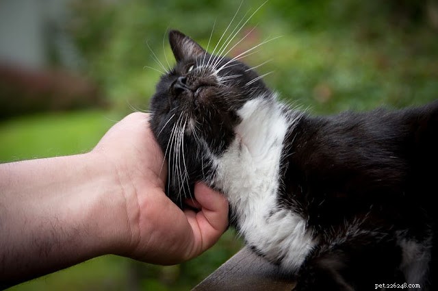 Effective Cat Training: Positive Techniques for a Well-Behaved Feline