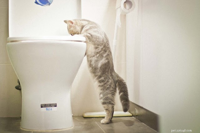 Effective Cat Training: Positive Techniques for a Well-Behaved Feline