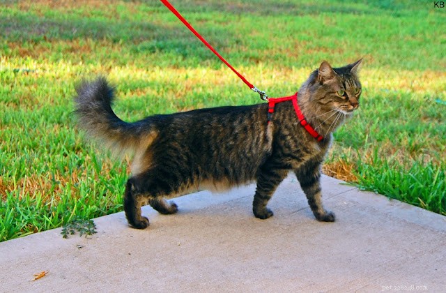 Effective Cat Training: Positive Techniques for a Well-Behaved Feline