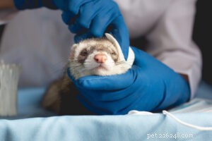 What Pet Owners Should Avoid: 10 Habits Vets Wish They Never Had to Deal With