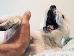 What Pet Owners Should Avoid: 10 Habits Vets Wish They Never Had to Deal With