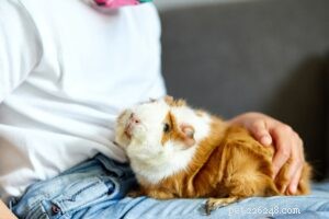 Why Guinea Pigs Make Great Pets: Caring, Bonding, and Longevity