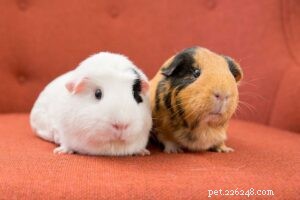 Why Guinea Pigs Make Great Pets: Caring, Bonding, and Longevity