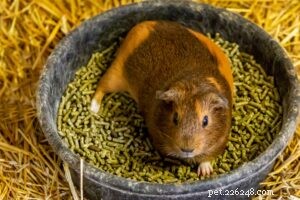 Why Guinea Pigs Make Great Pets: Caring, Bonding, and Longevity
