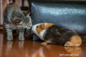 Why Guinea Pigs Make Great Pets: Caring, Bonding, and Longevity