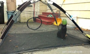 Outback Jack Cat Tent Review: Safe, Mesh Outdoor Home Shelter