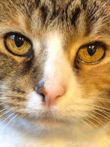 Choosing the Perfect Pet Name: Tips & Ideas