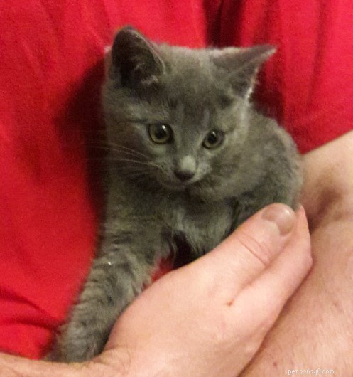 Are Runt Kittens Found in Every Litter? Understanding Their Role