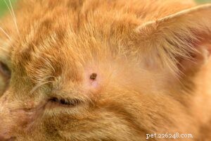Essential Tick-Borne Illnesses in Dogs & Cats You Must Monitor