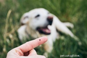 Essential Tick-Borne Illnesses in Dogs & Cats You Must Monitor