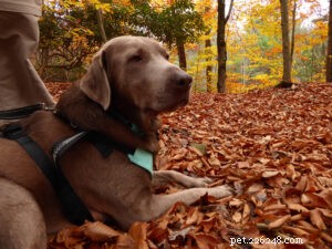 How to Calm a Fearful Rescue Dog and Build Trust at Home