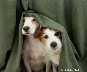 How Sound Shapes a Dog’s Mood: The Hidden Impact of Everyday Noise