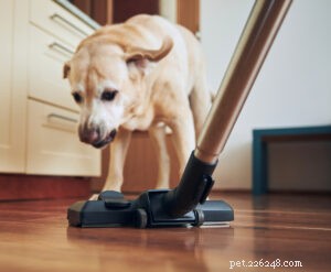 How Sound Shapes a Dog’s Mood: The Hidden Impact of Everyday Noise