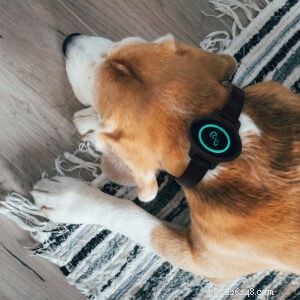 How Sound Shapes a Dog’s Mood: The Hidden Impact of Everyday Noise