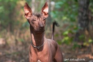 Tracing the Ancient Roots of Today’s Dogs: A 2020 Study Reveals 5 Pre‑Ice Age Breeds