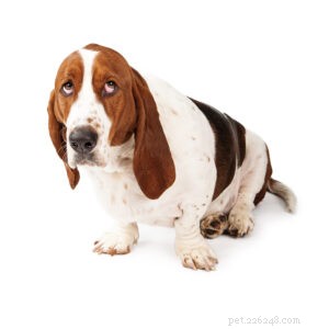 Choosing the Right Dog Trainer: A Guide for Every Owner