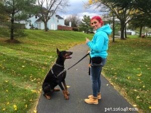 Choosing the Right Dog Trainer: A Guide for Every Owner