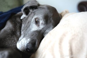 End Your Pet s Pain with Expert Animal Massage – A Practitioner s Journey