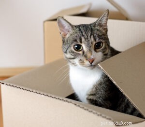 Moving with Pets: Stress-Free Strategies for You and Your Furry Friends