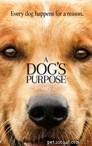 Top Pet-Centric Movies: Dogs, Cats, and More Drive the Story