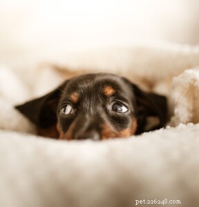 The Essential New Puppy Checklist: Everything You Need Before Arrival