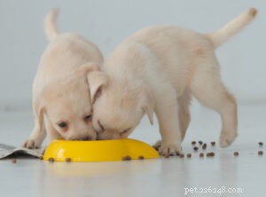 The Essential New Puppy Checklist: Everything You Need Before Arrival