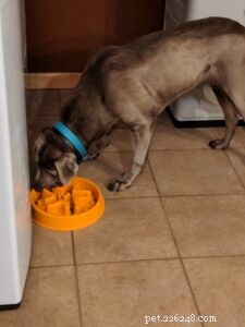 Simply Pets Online Slow Feed Bowl – Reduce Bloat & Keep Dogs Engaged
