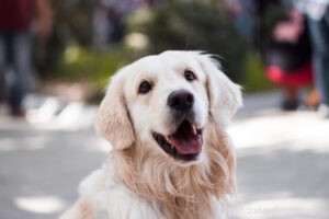 Top 15 Family-Friendly Dog Breeds: A Trusted Guide