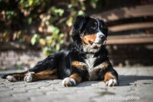 Top 15 Family-Friendly Dog Breeds: A Trusted Guide