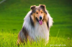 Top 15 Family-Friendly Dog Breeds: A Trusted Guide