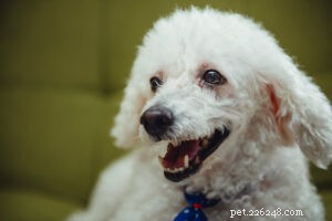 Top 15 Family-Friendly Dog Breeds: A Trusted Guide