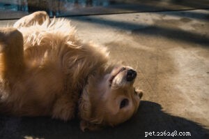 Chiropractic Care for Dogs & Cats: Boost Pain Relief, Mobility, and Longevity