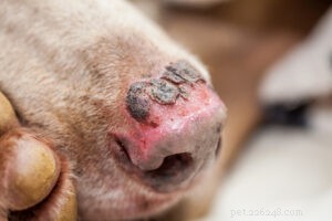 Can Dogs Get Sunburn? Expert Tips to Keep Their Skin Safe.