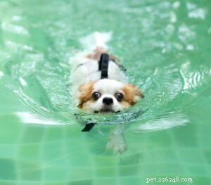 Essential Dog Pool Safety: Protect Your Pup This Summer