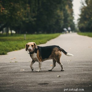 9 Common Training Mistakes Dog Owners Make (And How to Fix Them)