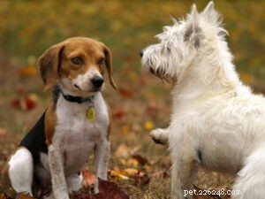 9 Common Training Mistakes Dog Owners Make (And How to Fix Them)