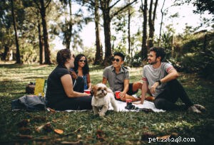 9 Common Training Mistakes Dog Owners Make (And How to Fix Them)