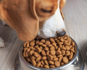 Managing Your Pet’s Anxiety as Work Resumes