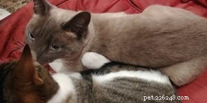 Basepaws DNA Test Review: Discover Your Cat’s Heritage and Health Insights