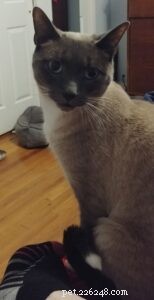 Basepaws DNA Test Review: Discover Your Cat’s Heritage and Health Insights