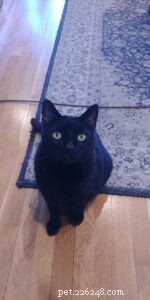 Basepaws DNA Test Review: Discover Your Cat’s Heritage and Health Insights