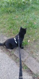 Effective Cat Leash Training: A Step‑by‑Step Guide