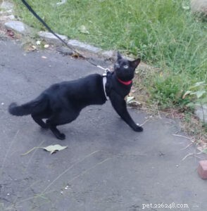 Effective Cat Leash Training: A Step‑by‑Step Guide