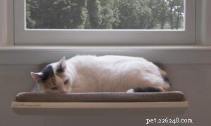 Curve Cat Bed: Akemi Tanaka s Modern Elevated Design