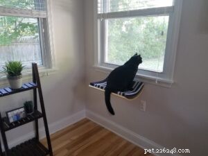 Curve Cat Bed: Akemi Tanaka s Modern Elevated Design