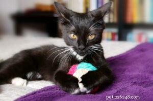 Discover How Play Enhances Your Cat’s Health and Happiness