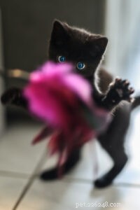 Discover How Play Enhances Your Cat’s Health and Happiness