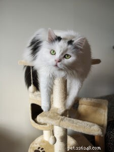 Effective Strategies to Keep Your Cat Engaged and Happy