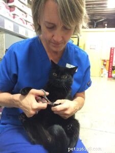 Enhancing Cat Well‑Being: Dr. Laura Cochrane’s Mission to Improve Every Feline’s Life