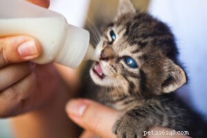 How to Help Kittens You Find in Your Backyard